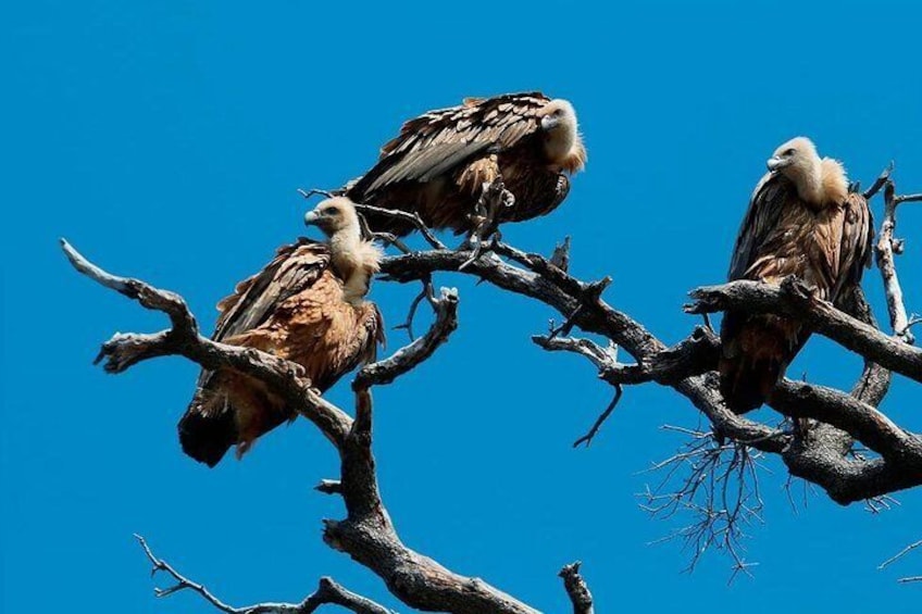 Griffons vulture, Plavnik island