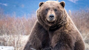 Wildlife Tour with Visit to Alaska Wildlife Conservation Center