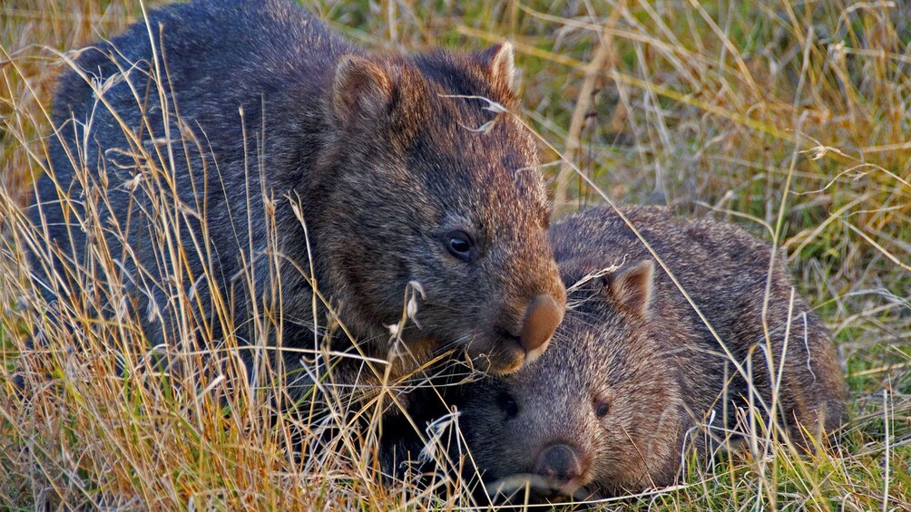 Show item 4 of 5. Wombats in Australia
