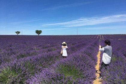4-Hour Lavender Fields Tour in Valensole from Aix-en-Provence