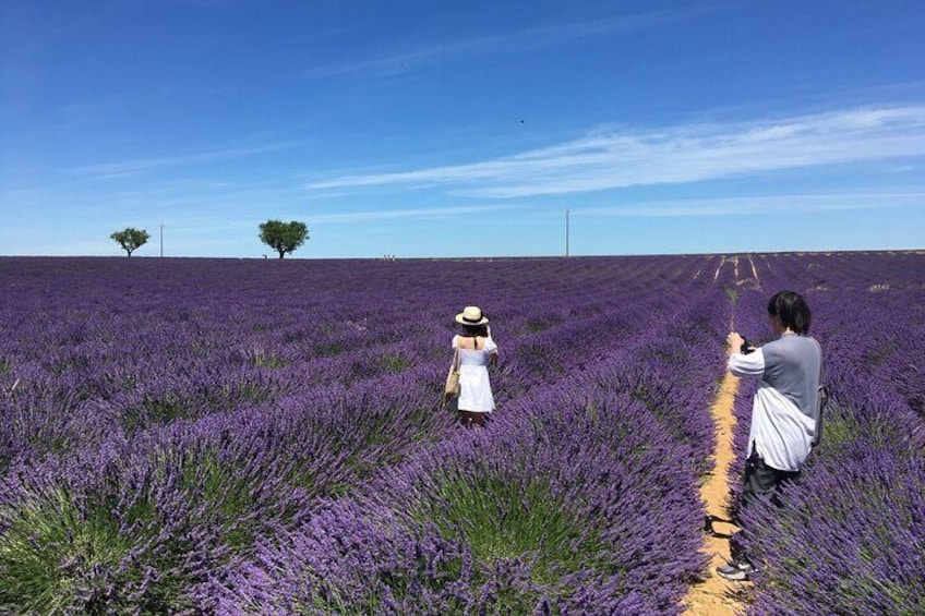 4-Hour Lavender Fields Tour in Valensole from Aix-en-Provence