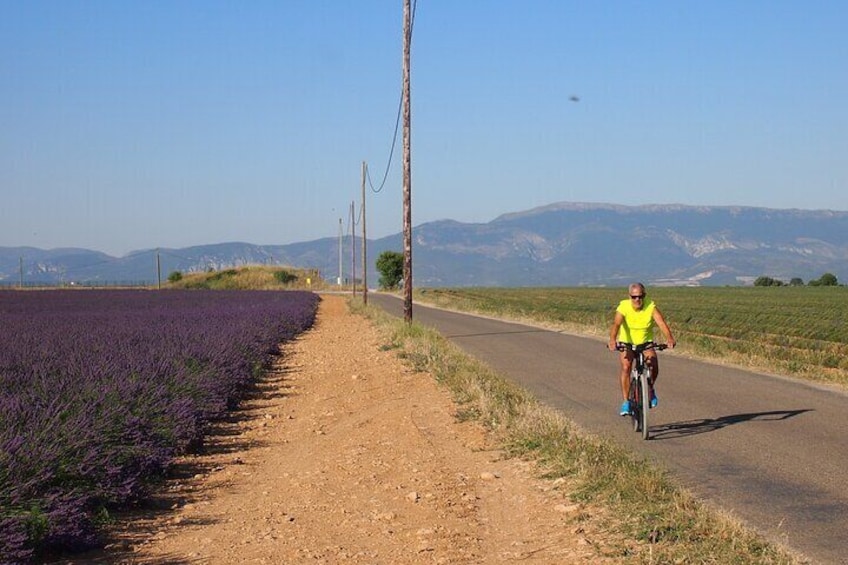 4-Hour Lavender Fields Tour in Valensole from Aix-en-Provence