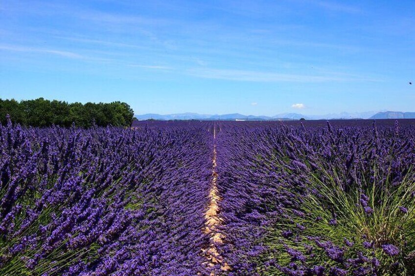 4-Hour Lavender Fields Tour in Valensole from Aix-en-Provence