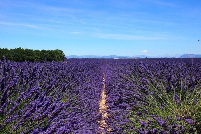 4-Hour Lavender Fields Tour in Valensole from Aix-en-Provence