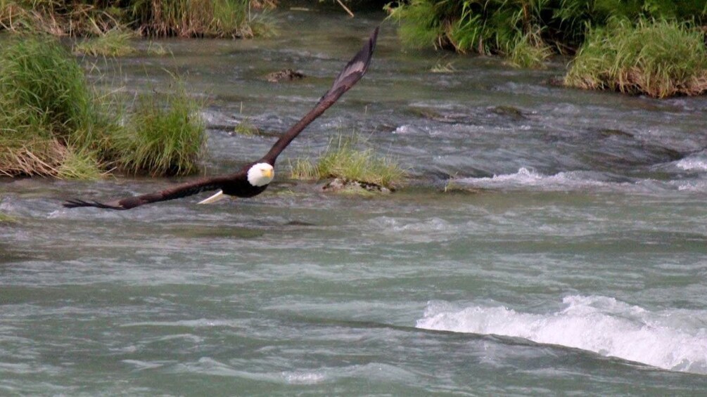 Bald eagle flying low over a river in Fairbanks