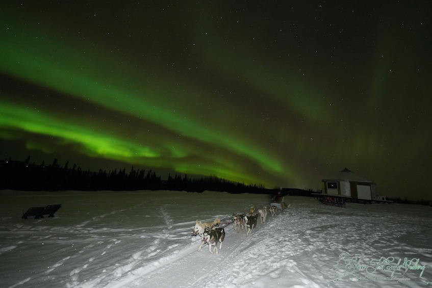 Evening Dog Sled & Aurora Viewing Tour with Dinner