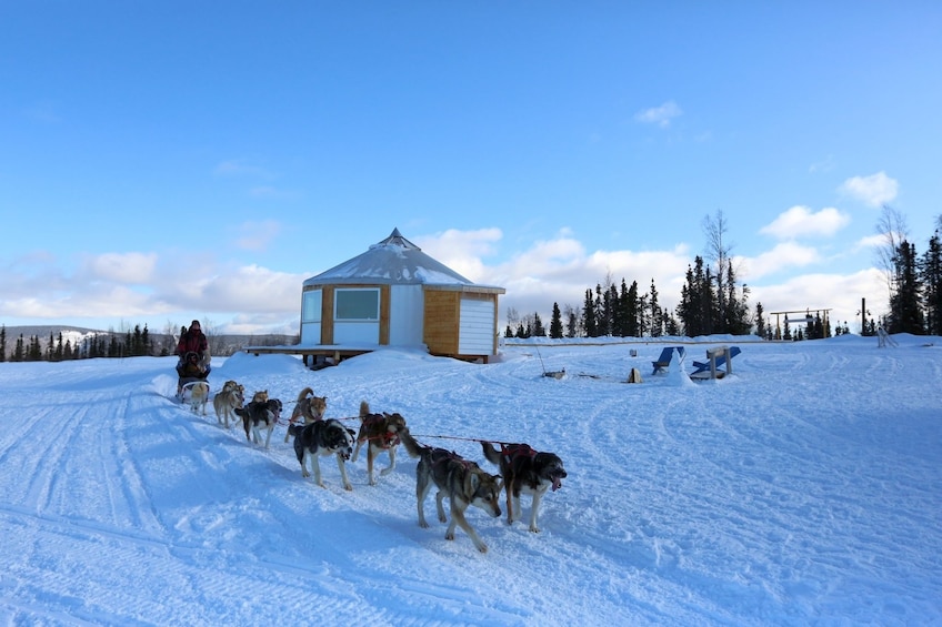 1-hr. Dog Sledding Tour