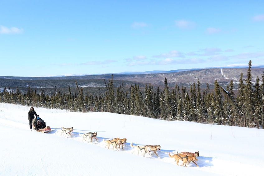 1-hr. Dog Sledding Tour