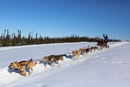 1-hour Dog Sledding Tour in Fairbanks