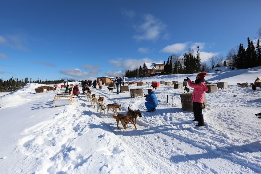 1-hr. Dog Sledding Tour