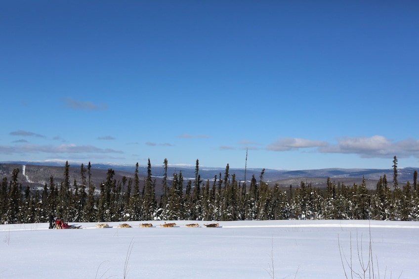 1-hr. Dog Sledding Tour