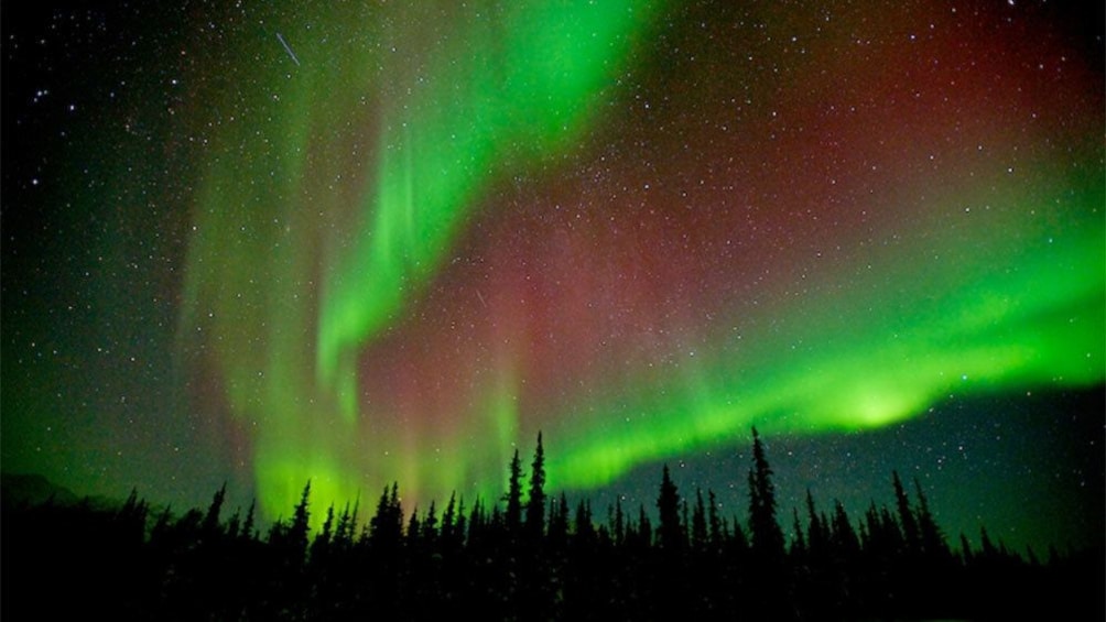 Brightly glowing Northern Lights over a forest in Fairbanks