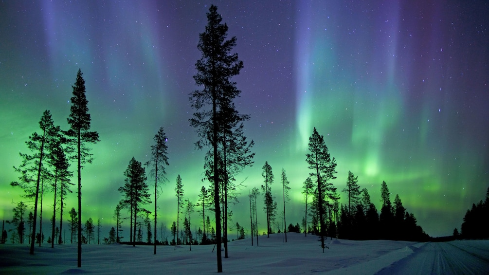 Northern Lights over trees in Fairbanks
