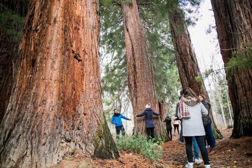 Visit to the Redwoods of La Losa