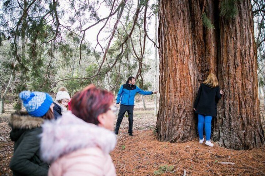 Visit to the Redwoods of La Losa