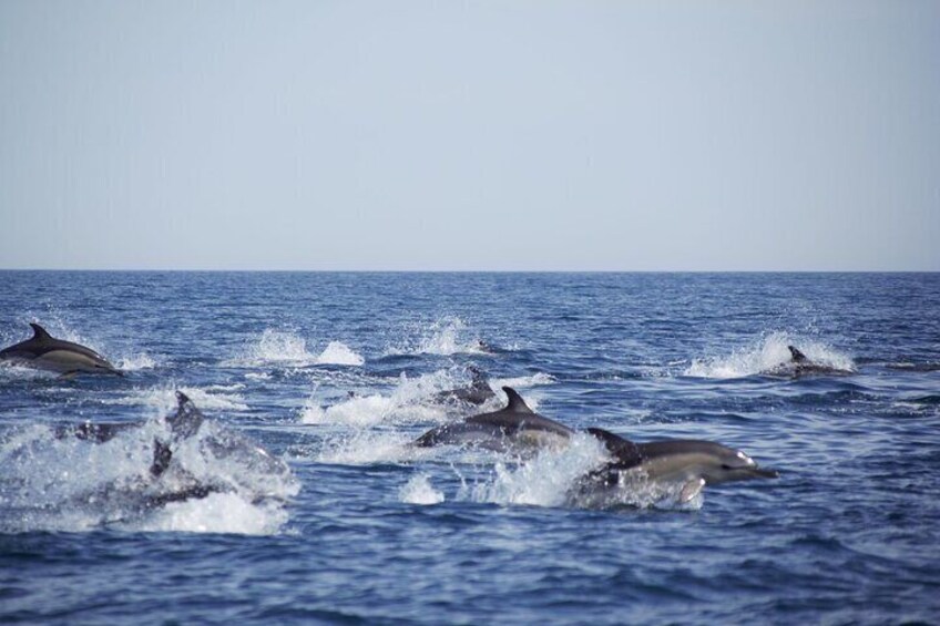 Portimão: World of Dolphins and Seabirds - Biologist on board