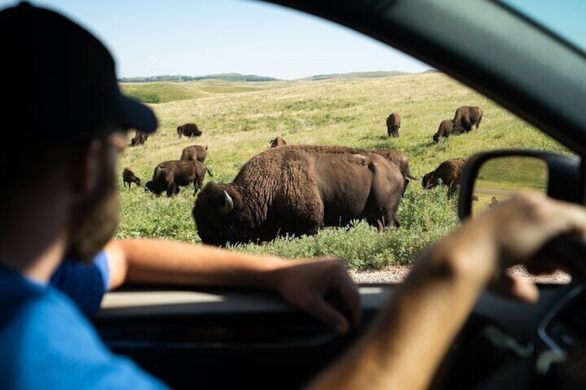 Yellowstone National Park Self Driving Audio Tour
