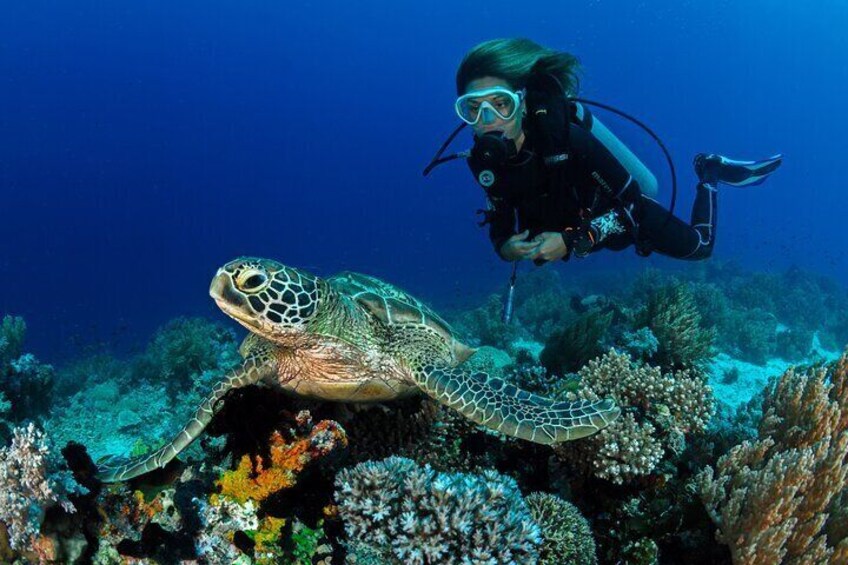 Try Scuba Diving with a Professional Instructor in Key Largo - All Inclusive