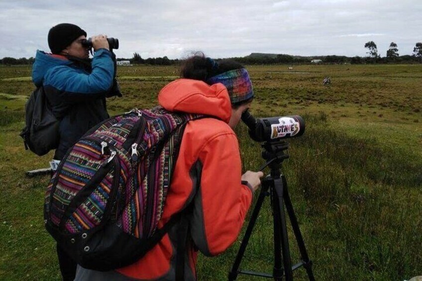 Quenuir / Maullin Bird Watching