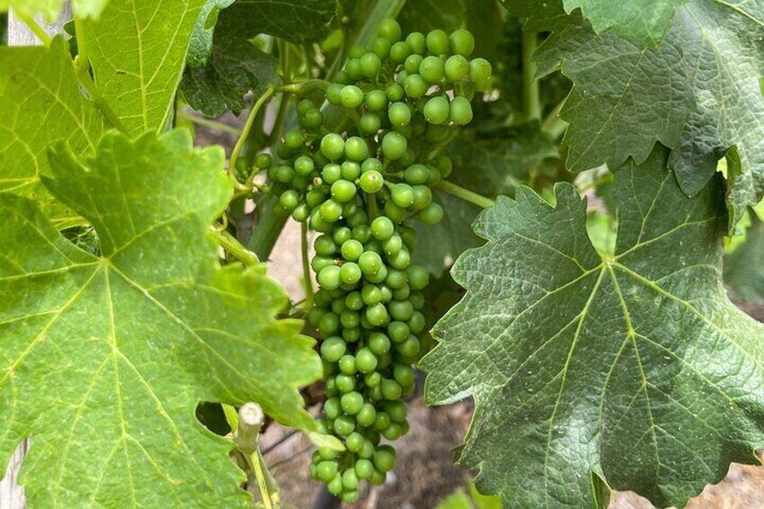 From Santiago: Viña Concha y Toro Traditional Half-Day Tour