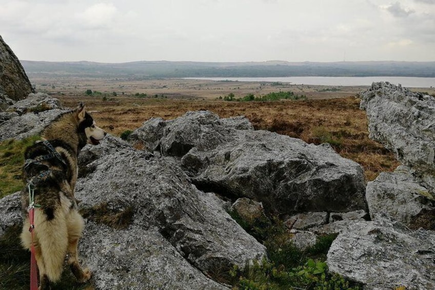 Cani Rando, fun and original hiking, pulled by huskies