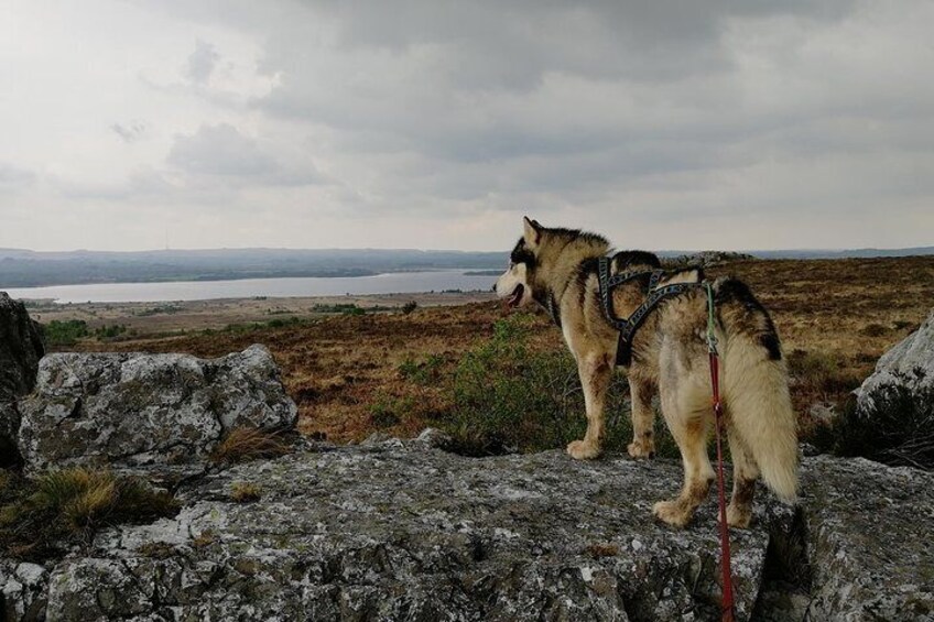 Cani Rando, fun and original hiking, pulled by huskies