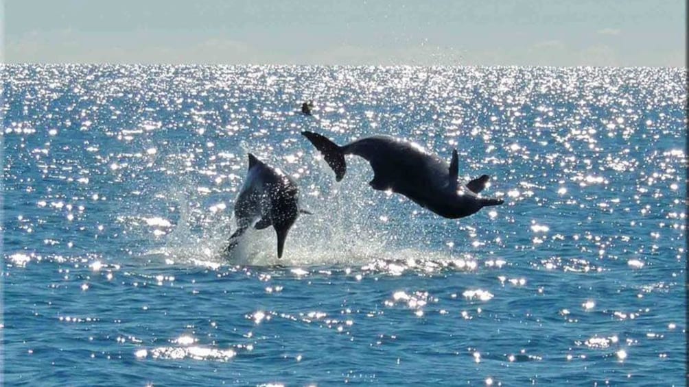 Dolphins seen on the Larc tour in Queensland Regional North, QLD, Australia