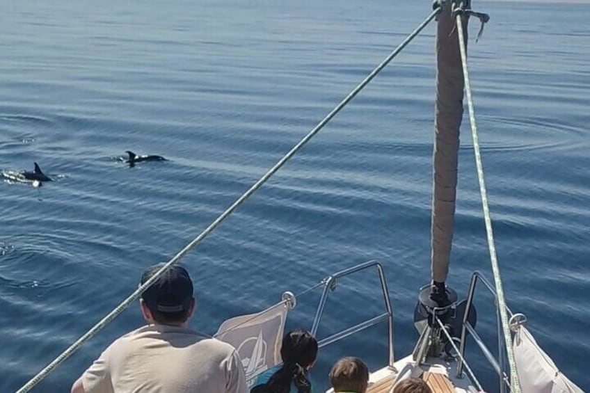 Sailing and Dolphin Watching in Marbella