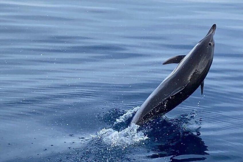 Sailing Adventure: Sailing, Dolphins and Relaxation with Drinks