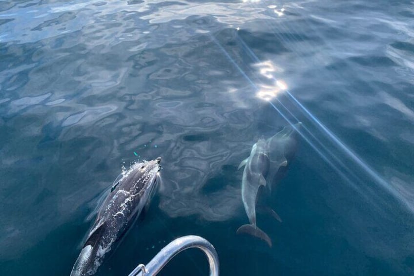 Sailing and Dolphin Watching in Marbella