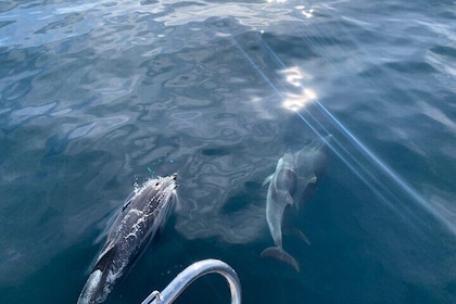 Zeilbootnavigatie en dolfijnen kijken in Marbella