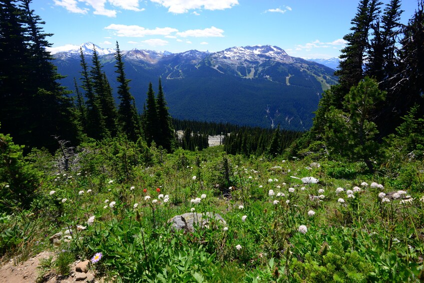 Whistler Alpine Hiking Tour - Guided