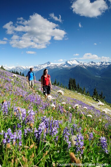 Whistler Alpine Hiking Tour - Guided
