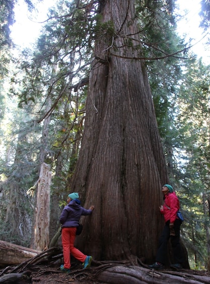 Ancient Cedars Hiking Tour - Private Guided