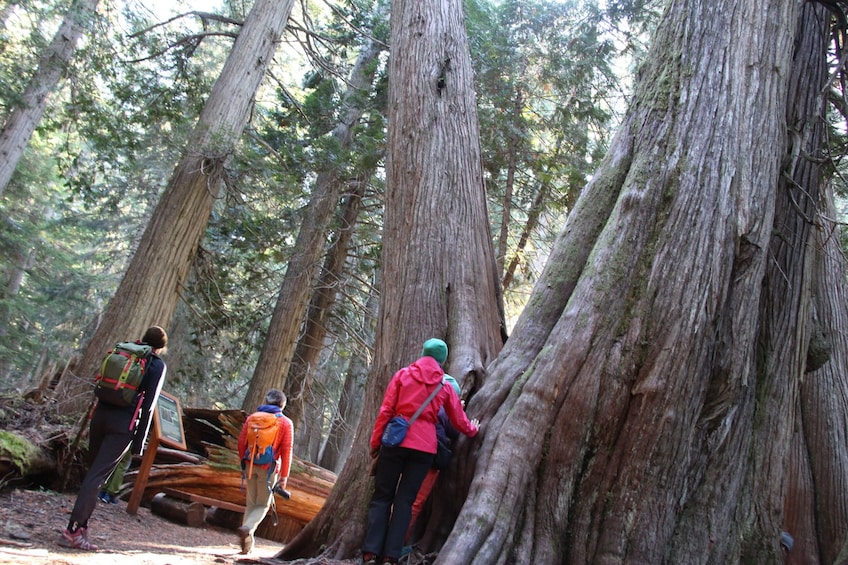 Ancient Cedars Hiking Tour - Private Guided