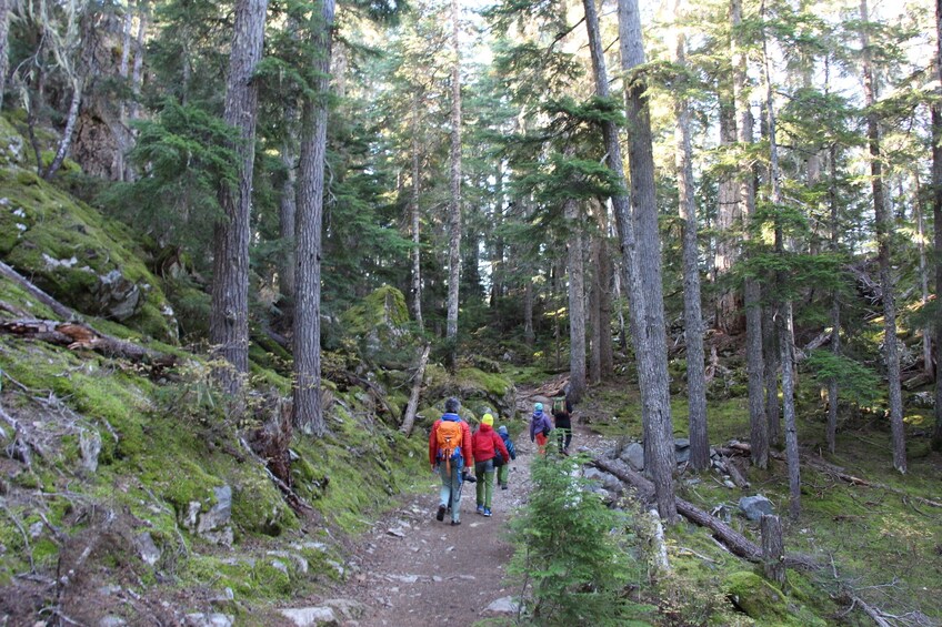 Ancient Cedars Hiking Tour - Private Guided