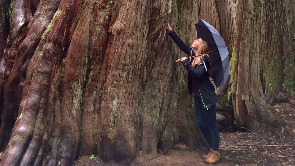 Woman with umbrella next to enormous tree trunk