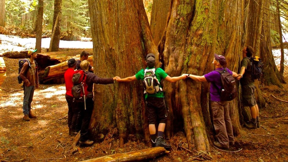 A group of hikers link arms around the base of a huge redwood tree