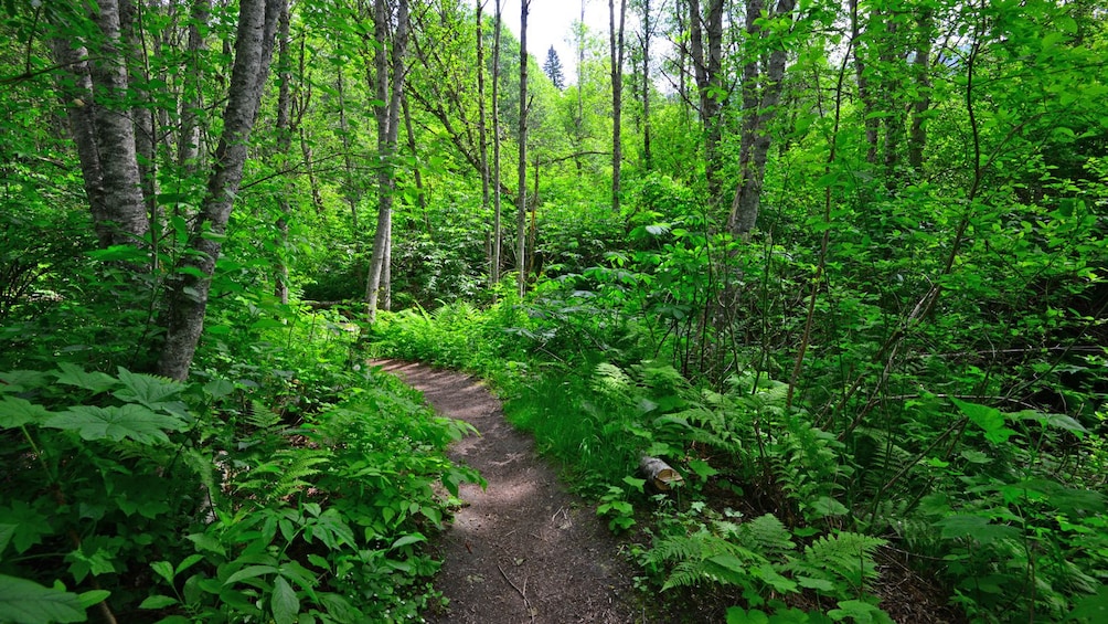 walking through a narrow trail in Canada