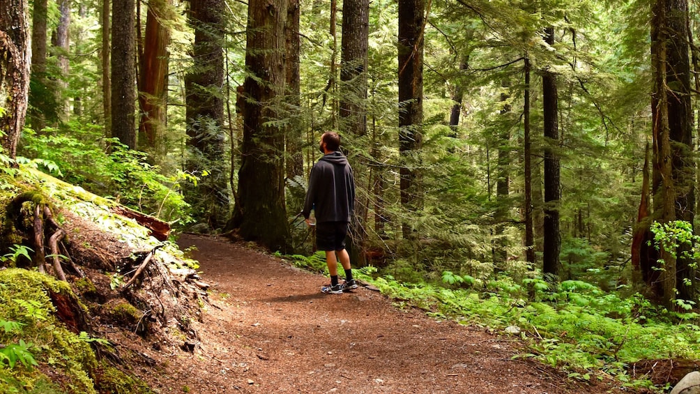 Man hiking a trail in Whistler, BC