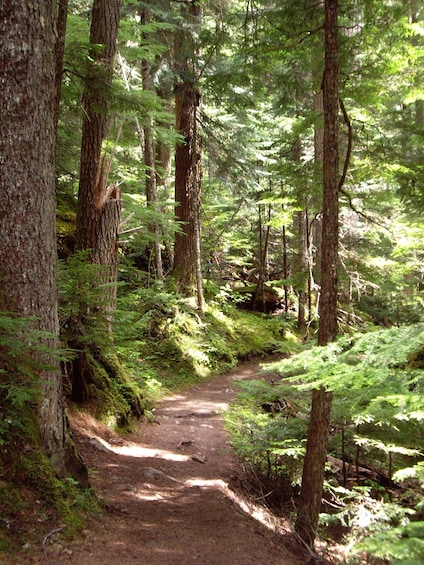 Rainforest Hike to Cheakamus Lake - Private Guided