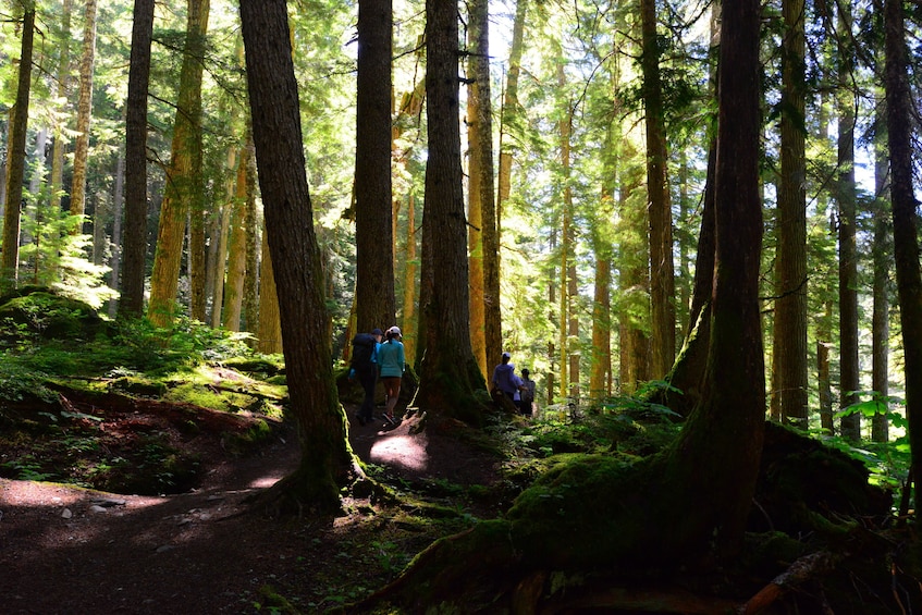 Rainforest Hike to Cheakamus Lake - Private Guided