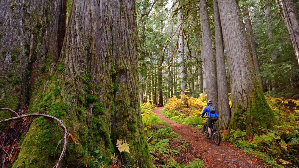 riding bikes through the forest in Canada