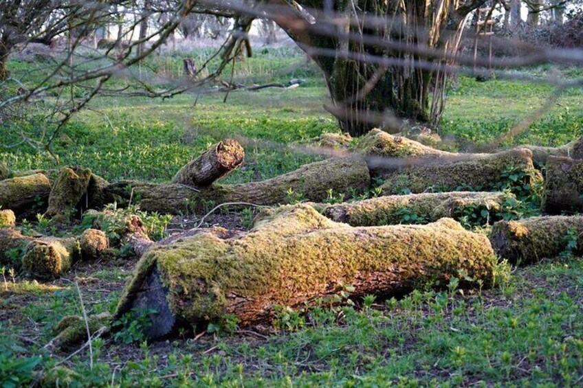 Ancient Britain: Sacred forests, Neolithic burials and UFO sights