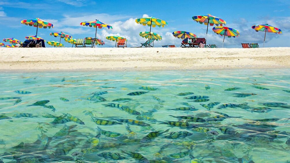 fish under water at koh khai nai island