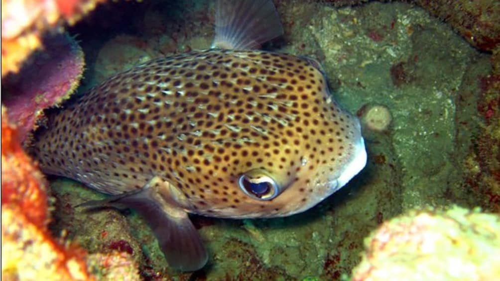 Pufferfish hide amongst coral in Trinidad