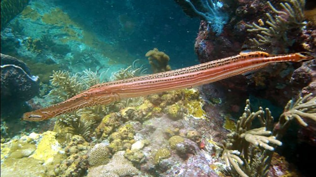 fish with tapered body swimming along the reefs in Trinidad and Tobago