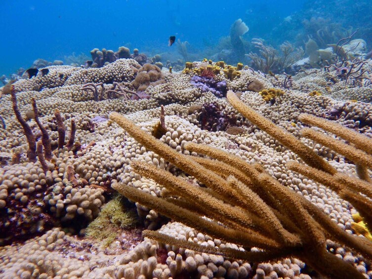 Tobago Buccoo Reef Glass Bottom Boat Tour