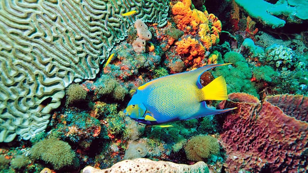 colorful fish swimming near the coral reefs in Trinidad and Tobago