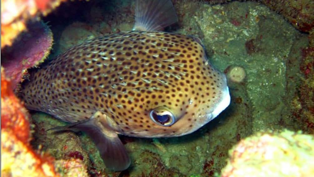 pufferfish in hiding near the reef in Trinidad and Tobago